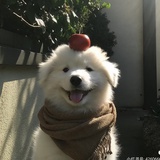 养一只修狗🐶