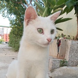 不会游泳的鱼子