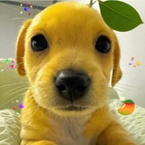 狗蛋儿