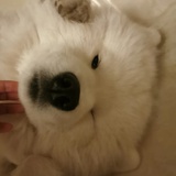 naevis(通话中)