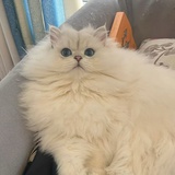 CAT48-今天