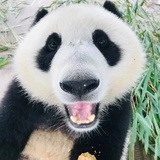 长腿叶甜甜