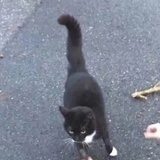 狸狸椰