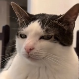 篱篱