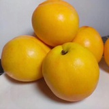 黄油桃gf
