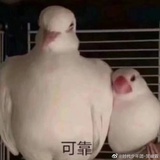 天花板