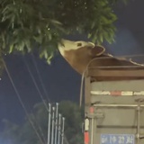 张饱
