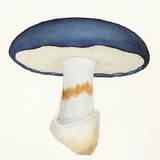 硅基蘑菇
