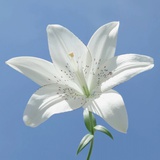 小河边唱歌-