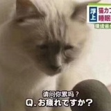 かまってちゃん