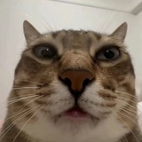 就蛮好笑der