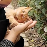 阿瑟（夹肉吃中
