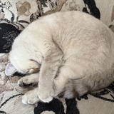 睡眠最大