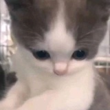 Y.