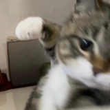 花生米