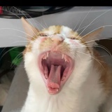 爱卡不卡