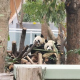 椰子不是yezi