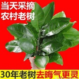 葡萄大葡萄