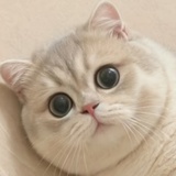 shyshyshy