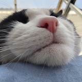 💤