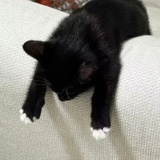 小咪大盗