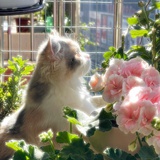 这香菜你就吃吧