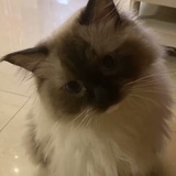 碳咕咕