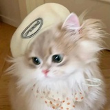 喵喵卷