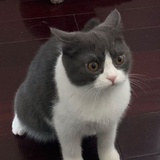 白色死面馒头
