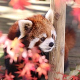 脆脆鲨嗷呜