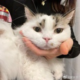 小狼（跟不上版