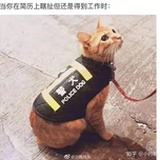 小猫练功