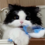 阿喵