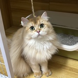 黛胶布