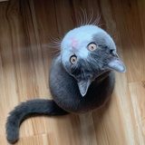 猫咪的小云雀
