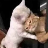 豆友247402291