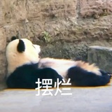 吃饭睡觉看熊猫