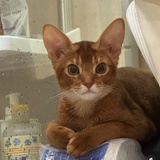 梁洪源
