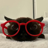 无敌猫猫拳