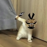恰恰