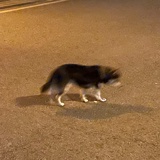 白黑雾