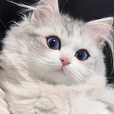 快乐猫猫头