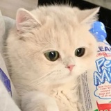 喵