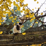 风吟