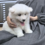 午夜电饭煲