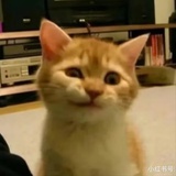 纯纯起名废