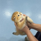 咕咕咕