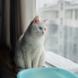 十一