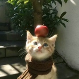 猫咪有什么烦恼