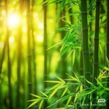木兮月下